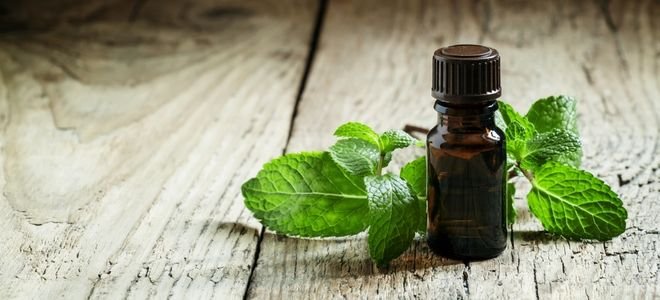 mint oil