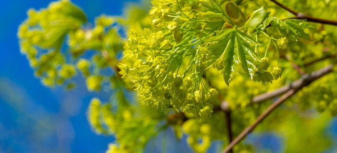 maple tree with pollen blooming