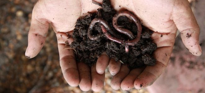 A pair of hands holds earthworms in dirt
