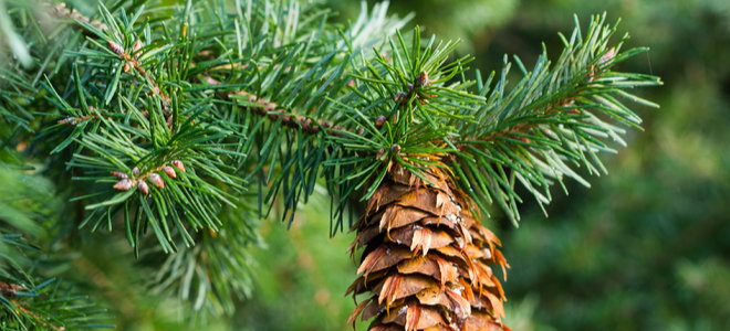 douglas fir tree with pine cones