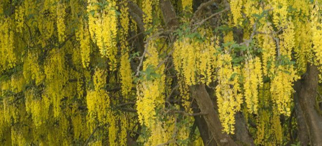 yellow chain tree with thick layers of blossoms over ferns