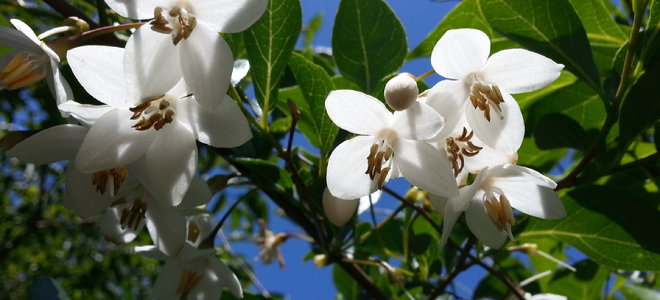 white blossoms on a snowbell tree