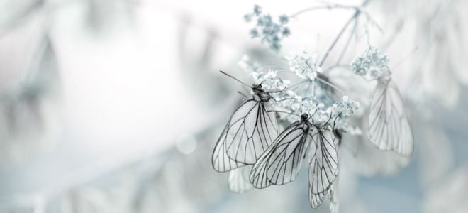 butterflies in winter on a white flower