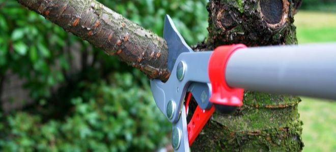 large clippers pruning a low branch on a tree