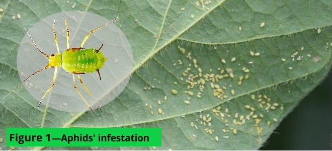 aphid infestation on a leaf