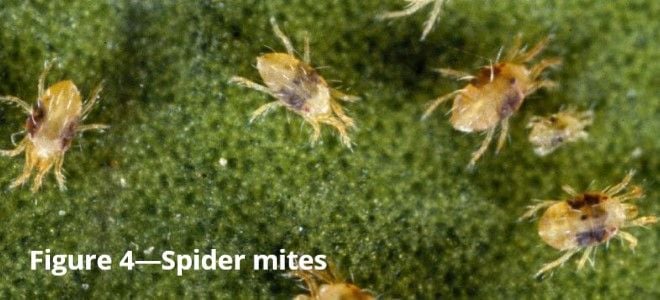 spider mites on leaves
