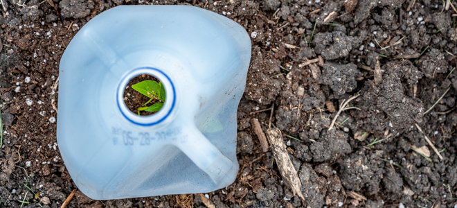 plant growing inside a plastic jug greenhouse