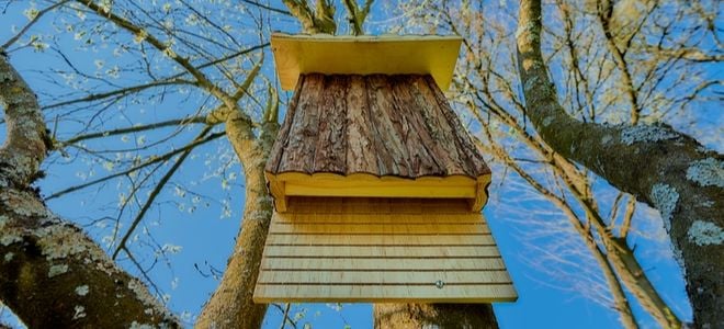 wooden bat house on tree