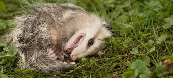 What's the Deal with Possums? | DoItYourself.com