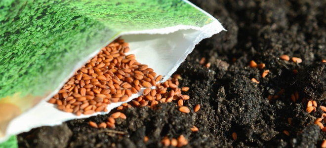 planting seeds in dirt from a package
