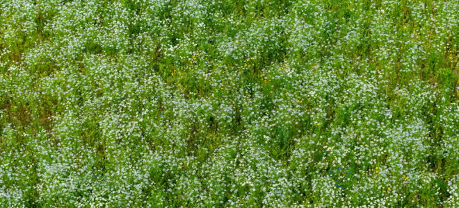 flowering lawn