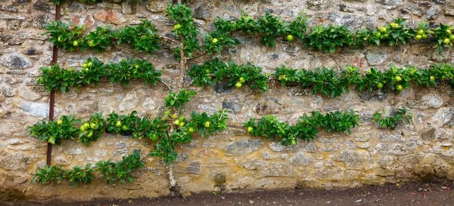 beautiful fruit tree growing espalier style along a stone wall