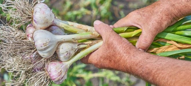 hands holding garlic plants