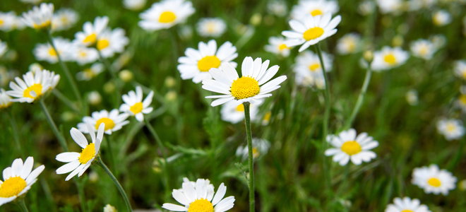 white and yellow chamomile flowers blooming in the sun
