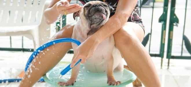 A woman washes her small dog in a baby pool