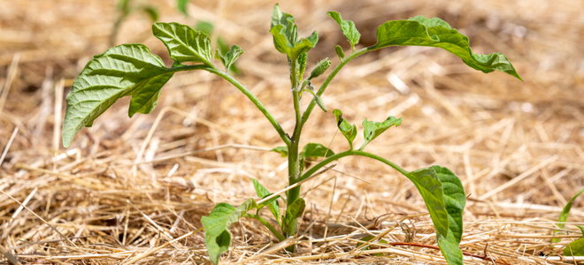 vegetable growing in straw mulch