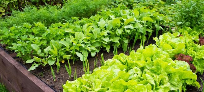kitchen garden with lettuce and other vegetables