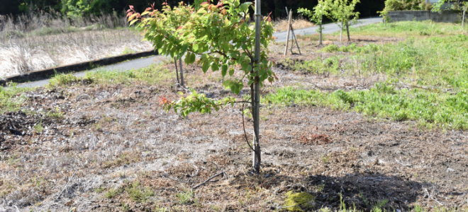 small chestnut tree planted with post