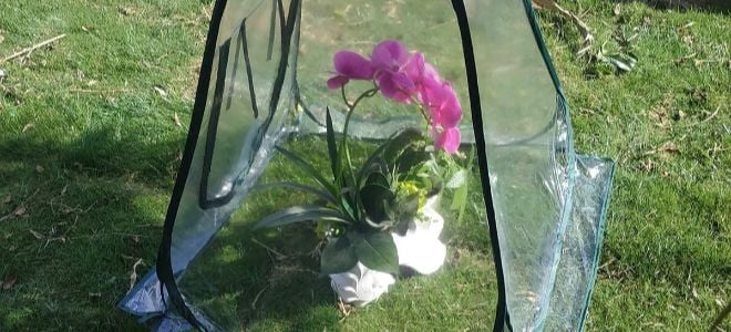 little greenhouse with flower outside