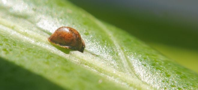 scale bug on a leaf