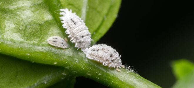 mealybugs crawling on a plant leaf