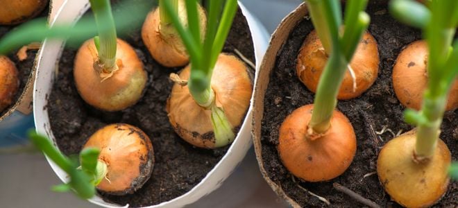 onions growing indoors in pots