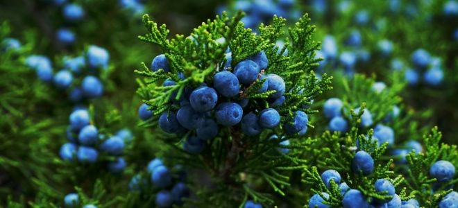 juniper bush with blue berries