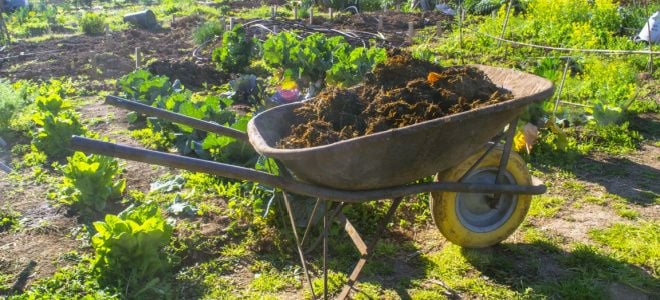 fertilizer in a wheelbarrow in a garden