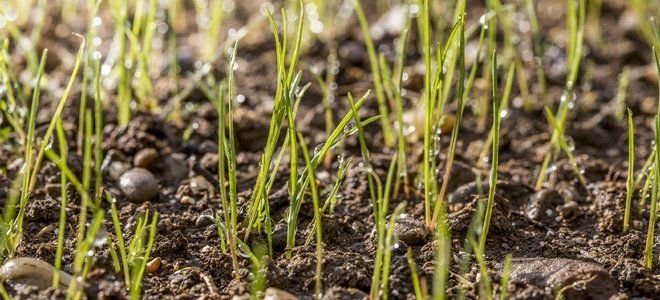 A patch of grass seedlings