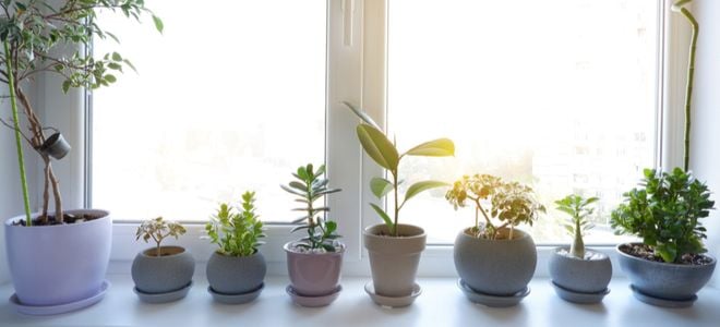 plants next to a large indoor window