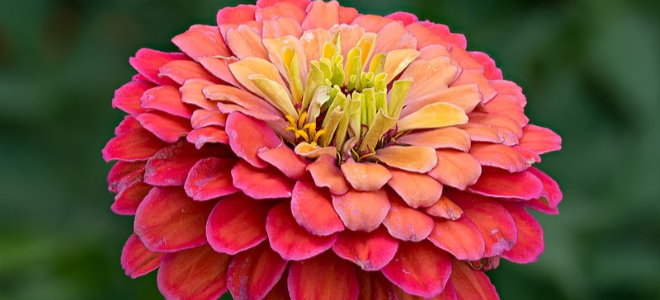 bright colorful zinnia flower