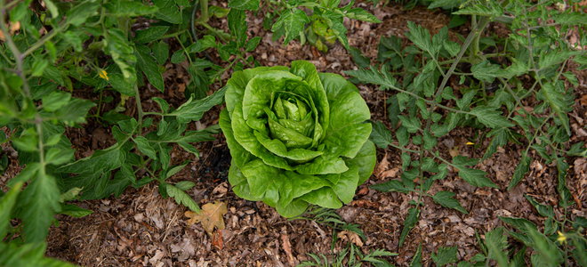 lettuce growing near tomato plants