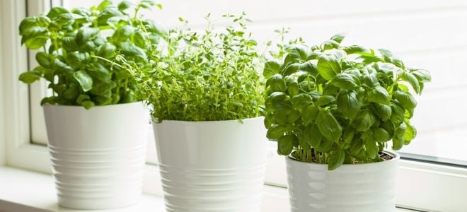 herbs planted in ceramic pots indoors by a window