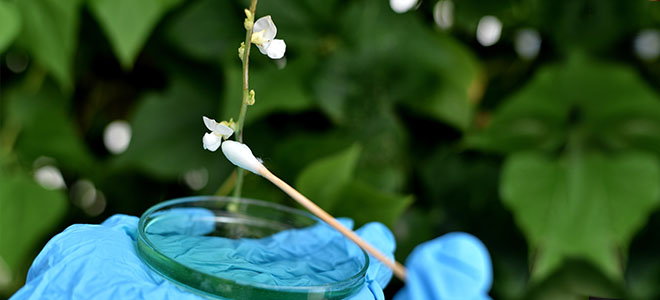 Collecting pollen from white flowers with a cotton swab and glass disc