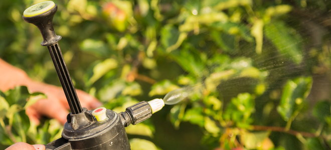 Spraying pesticide on an apple tree