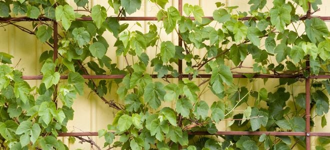Ivy growing up a trellis