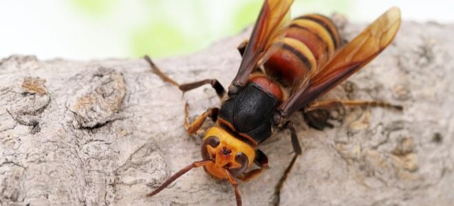 murder hornet giant wasp on tree