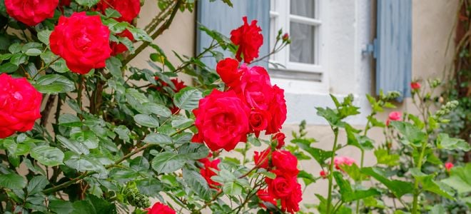 rose bushes near home window