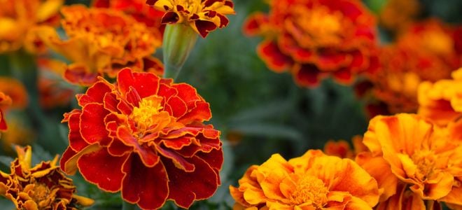 red and orange marigolds blooming on a green background