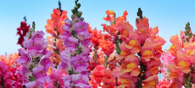 blooming brightly colored snapdragons on tall stalks