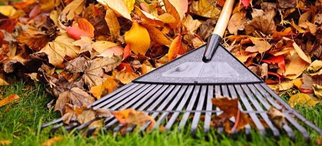 rake with pile of autumn leaves