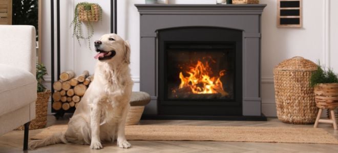 smiling dog in room with electric fireplace