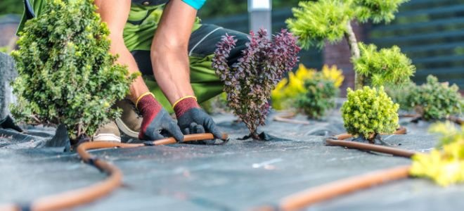 hands laying irrigation hose among plants on tarp