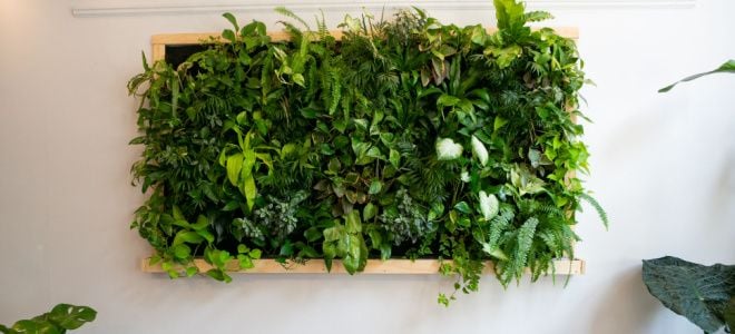 plant wall in frame