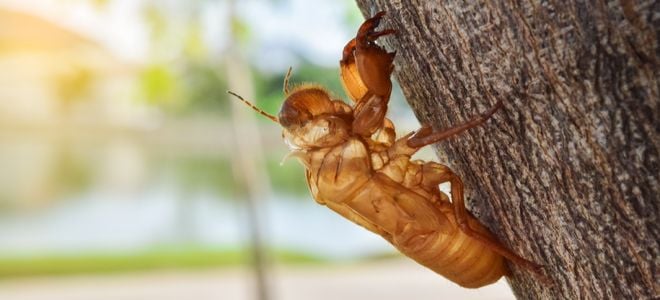 moulted cicada shell