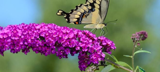 butterfly on purple flowering bush