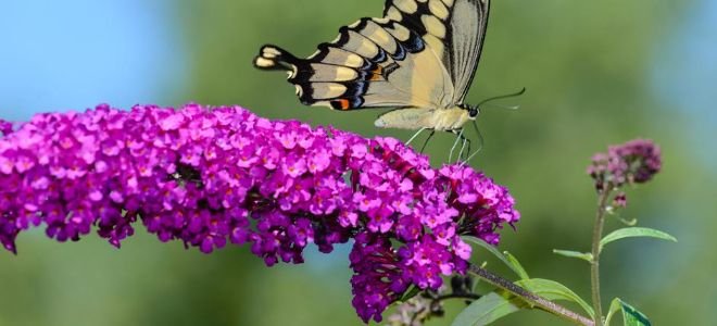 butterfly on purple flowering bush