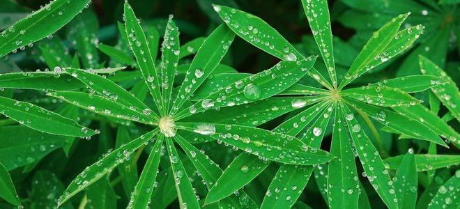 drops of water on star shaped phlox leaves