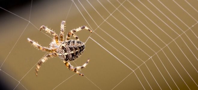 large, hairy spider on web