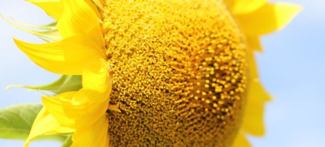 large yellow sunflower